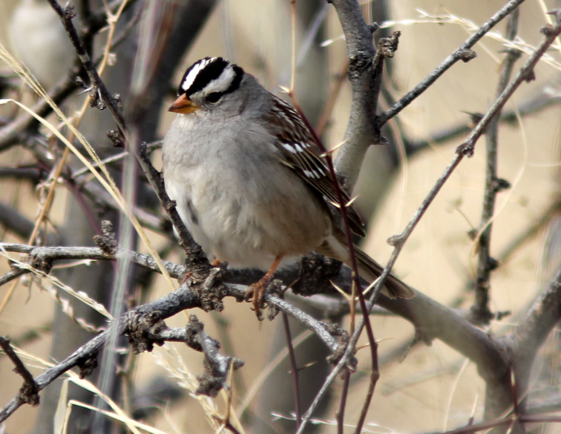 Photo Gallery - Birding Northern Arizona