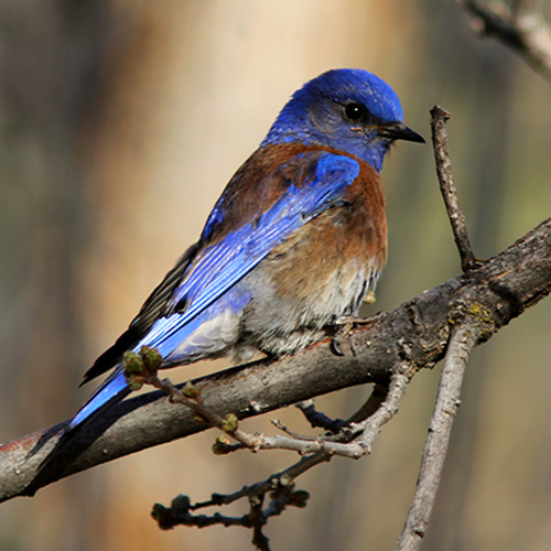 Photo Gallery - Birding Northern Arizona